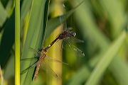 Große Moosjungfer - Leucorrhinia pectoralis, Muldental, Grimma, Mossjungfer, Mossjungfern, Moos, Moor, Libellen, richter-naturfotografie.de, Sachsen
