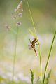 Plattbauch - Libellula depressa - Junges Maennchen Segellibellen Odonata Insekten Sachsen Grimma