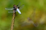 Plattbauch - Libellula depressa - Junges Maennchen Segellibellen Odonata Insekten Sachsen Grimma