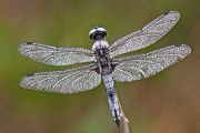 Spitzenfleck - Libellula fulva - Maennchen