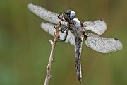 Spitzenfleck - Libellula fulva - Maennchen