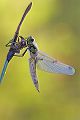 Vierfleck - Libellula quadrimaculata