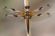Vierfleck - Libellula quadrimaculata