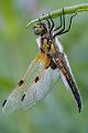 Vierfleck - Libellula quadrimaculata