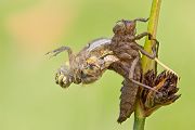 Vierfleck -Libellula quadrimaculata - Letzte Haeutung 
