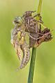 Vierfleck -Libellula quadrimaculata - Letzte Haeutung 