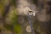 Vierfleck -Libellula quadrimaculata, Grimma, Sachsen, Muldental, richter-naturfotografie.de