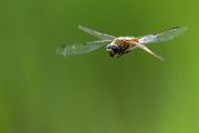 Vierfleck -Libellula quadrimaculata, Grimma, Sachsen, Muldental, richter-naturfotografie.de