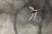 Vierfleck -Libellula quadrimaculata, Grimma, Sachsen, Muldental, richter-naturfotografie.de