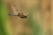 Vierfleck -Libellula quadrimaculata, Grimma, Sachsen, Muldental, richter-naturfotografie.de