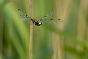 Vierfleck -Libellula quadrimaculata, Grimma, Sachsen, Muldental, richter-naturfotografie.de