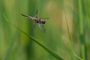 Vierfleck -Libellula quadrimaculata, Grimma, Sachsen, Muldental, richter-naturfotografie.de