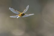 Vierfleck -Libellula quadrimaculata, Grimma, Sachsen, Muldental, richter-naturfotografie.de