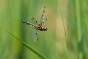 Vierfleck -Libellula quadrimaculata, Grimma, Sachsen, Muldental, richter-naturfotografie.de