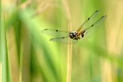 Vierfleck -Libellula quadrimaculata, Grimma, Sachsen, Muldental, richter-naturfotografie.de