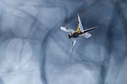 Vierfleck -Libellula quadrimaculata, Grimma, Sachsen, Muldental, richter-naturfotografie.de