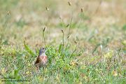 Bluthaenfling - Linaria cannabina, Syn: Carduelis cannabina, Finken, Muldental, Grimma, Sachsen, Haenfling, Singvoegel, Singvogel
