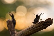 Hornschroeter, Feuerschroeter oder Donnergugi, Hirschkaefer - Lucanus cervus, Lucanidae, Coleoptera, Insecta, Insekten, Larve, Ei, Daemmerung, Schwaermer, Schwaermen