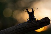 Hornschroeter, Feuerschroeter oder Donnergugi, Hirschkaefer - Lucanus cervus, Lucanidae, Coleoptera, Insecta, Insekten, Larve, Ei, Daemmerung, Schwaermer, Schwaermen