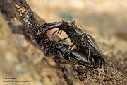 Hornschroeter, Feuerschroeter oder Donnergugi, Hirschkaefer - Lucanus cervus, Lucanidae, Coleoptera, Insecta, Insekten, Larve, Ei, Daemmerung, Schwaermer, Schwaermen