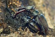 Hornschroeter, Feuerschroeter oder Donnergugi, Hirschkaefer - Lucanus cervus, Lucanidae, Coleoptera, Insecta, Insekten, Larve, Ei, Daemmerung, Schwaermer, Schwaermen