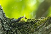 Hornschroeter, Feuerschroeter oder Donnergugi, Hirschkaefer - Lucanus cervus, Lucanidae, Coleoptera, Insecta, Insekten, Larve, Ei, Daemmerung, Schwaermer, Schwaermen