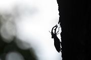 Hornschroeter, Feuerschroeter oder Donnergugi, Hirschkaefer - Lucanus cervus, Lucanidae, Coleoptera, Insecta, Insekten, Larve, Ei, Daemmerung, Schwaermer, Schwaermen
