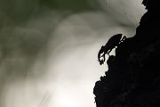 Hornschroeter, Feuerschroeter oder Donnergugi, Hirschkaefer - Lucanus cervus, Lucanidae, Coleoptera, Insecta, Insekten, Larve, Ei, Daemmerung, Schwaermer, Schwaermen