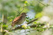 Nachtigall, Luscinia megarhynchos, Voegel, Vogel, Singvogel, Fliegenschnaepper, Schmaetzer