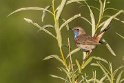 Weißsterniges Blaukehlchen, Luscinia svecica cyanecula, Fliegenschnaepper, Schmaetzer, Singvogel, Norwegen, Dovre, Luscinia, Passeriformes, Muscicapidae, Saxicolinae, Bluethroat, female, male, Maennchen