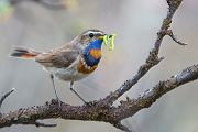 Rotsterniges Blaukehlchen, Luscinia svecica, Fliegenschnaepper, Schmaetzer, Singvogel, Norwegen, Dovre, Luscinia, Passeriformes, Muscicapidae, Saxicolinae, Bluethroat, female, male, Maennchen