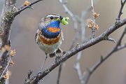 Rotsterniges Blaukehlchen, Luscinia svecica, Fliegenschnaepper, Schmaetzer, Singvogel, Norwegen, Dovre, Luscinia, Passeriformes, Muscicapidae, Saxicolinae, Bluethroat, female, male, Maennchen