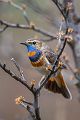 Rotsterniges Blaukehlchen, Luscinia svecica, Fliegenschnaepper, Schmaetzer, Singvogel, Norwegen, Dovre, Luscinia, Passeriformes, Muscicapidae, Saxicolinae, Bluethroat, female, male, Maennchen