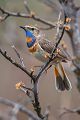 Rotsterniges Blaukehlchen, Luscinia svecica, Fliegenschnaepper, Schmaetzer, Singvogel, Norwegen, Dovre, Luscinia, Passeriformes, Muscicapidae, Saxicolinae, Bluethroat, female, male, Maennchen