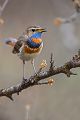 Rotsterniges Blaukehlchen, Luscinia svecica, Fliegenschnaepper, Schmaetzer, Singvogel, Norwegen, Dovre, Luscinia, Passeriformes, Muscicapidae, Saxicolinae, Bluethroat, female, male, Maennchen