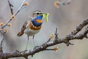 Rotsterniges Blaukehlchen, Luscinia svecica, Fliegenschnaepper, Schmaetzer, Singvogel, Norwegen, Dovre, Luscinia, Passeriformes, Muscicapidae, Saxicolinae, Bluethroat, female, male, Maennchen