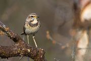 Rotsterniges Blaukehlchen, Luscinia svecica, Fliegenschnaepper, Schmaetzer, Singvogel, Norwegen, Dovre, Luscinia, Passeriformes, Muscicapidae, Saxicolinae, Bluethroat, female, male, Weibchen