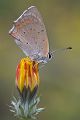 Kleiner Feuerfalter - Lycaena phlaeas