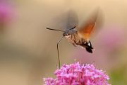 Taubenschwaenzchen - Macroglossum stellatarum
