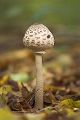 Riesenschirmpilz Parasolpilz  - Macrolepiota procera 