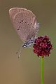 Dunkler Wiesenknopf - Ameisenblaeuling - Schwarzblauer Blaeuling - Maculinea nausithous Sachsen Grimma Blaeulinge