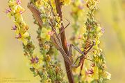 Europaeische Gottesanbeterin - Mantis religiosa Sachsen Fangschrecken Mantidae Mantis