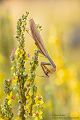 Europaeische Gottesanbeterin - Mantis religiosa Sachsen Fangschrecken Mantidae Mantis