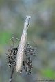 Europaeische Gottesanbeterin - Mantis religiosa Sachsen Fangschrecken Mantidae Mantis