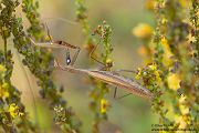 Europaeische Gottesanbeterin - Mantis religiosa Sachsen Fangschrecken Mantidae Mantis