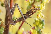 Europaeische Gottesanbeterin - Mantis religiosa Sachsen Fangschrecken Mantidae Mantis