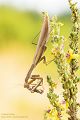 Europaeische Gottesanbeterin - Mantis religiosa Sachsen Fangschrecken Mantidae Mantis