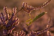 Europaeische Gottesanbeterin - Mantis religiosa Sachsen Fangschrecken Mantidae Mantis