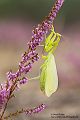 Europaeische Gottesanbeterin - Mantis religiosa Sachsen Fangschrecken Mantidae Mantis