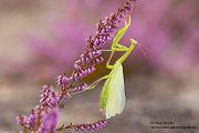 Europaeische Gottesanbeterin - Mantis religiosa Sachsen Fangschrecken Mantidae Mantis